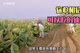 可以吃的仙人掌果，价格特别昂贵！营养价值极高，长见识了！视频封面