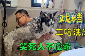 影帝二哈洗澡太戏精，全程哭哭啼啼哼哼唧唧，傻狗真会装可怜视频封面