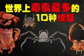 世界10大最毒的螃蟹，吃一口就能致人死亡，吃货们一定要认清！