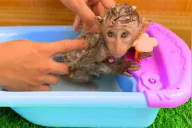 萌宠趣事：主人给杰克好好洗了一次澡，然后找小猫一起吃水果视频封面