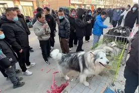 “10万块钱”的巨型阿拉斯加，现场被人围的水泄不通，太漂亮了！视频封面