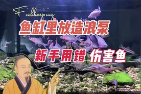 造浪泵的作用多，新手养鱼用错会伤害鱼：养鱼笔记第3季109集视频封面