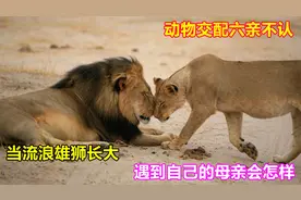 动物交配六亲不认，当流浪雄狮长大后，遇到自己的母亲会怎样呢？视频封面