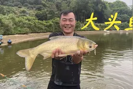 老林租的鱼塘到期了，跟虾混养的草鱼一年才一斤半，全部便宜出视频封面