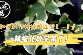 如何制作棒棒糖造型？精细化教学来了，棒棒糖制作实战教学视频封面