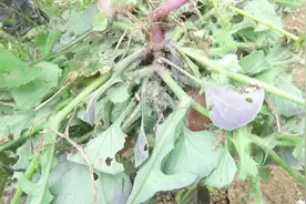 两广地区特有的草药，小孩疳积十分有用，你们那里有吗？视频封面