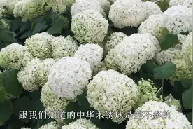 它是开花比脸还大的“绣球”，花期长特耐寒，东北露天过冬都可以视频封面