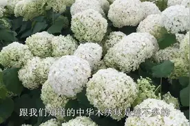 它是开花比脸还大的“绣球”，花期长特耐寒，东北露天过冬都可以视频封面