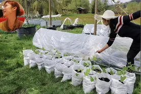 12个小拱棚，揭开蔬菜生长的小秘密，开垦一个全新的小菜园视频封面