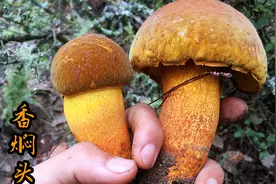 父女二人雨后进山捡菌，女儿一朵接一朵捡得真多，太厉害啦视频封面