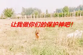 狗狗发现丢了小羊，说什么也不肯离开，虎子就是这群羊的保护神！视频封面