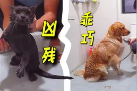 铲屎官给猫狗洗澡，这差别也太大了！看一次笑一次！视频封面