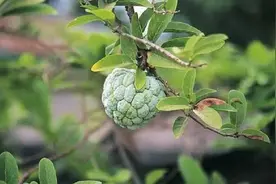 想提高嫁接成活率？请看示范：带根树上嫁接繁殖释迦树视频封面