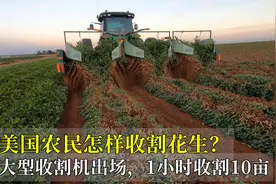美国农民怎样收割花生？大型收割机出场，1小时10亩，不得不服！视频封面