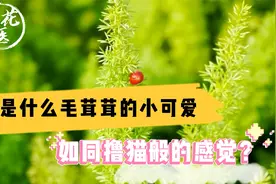 这是什么毛茸茸的小可爱？如同撸猫般的感觉？狐尾天门冬养护教学视频封面
