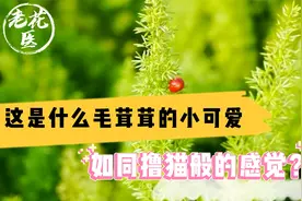 这是什么毛茸茸的小可爱？如同撸猫般的感觉？狐尾天门冬养护教学视频封面