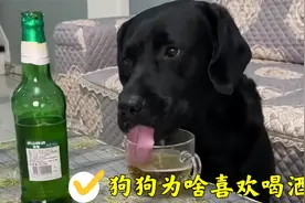 狗狗为什么喜欢喝酒？喝酒对狗狗真的有危害吗？