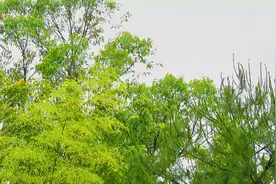 四声杜鹃布谷鸟叫声，感觉就在这片树林叫，找了好久都没找到视频封面