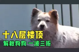 狗狗被困十八层楼顶 如何解救视频封面