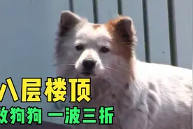 狗狗被困十八层楼顶 如何解救视频封面