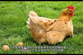 蛋鸡输卵管炎用什么药好鸡输卵管炎怎么见效快视频封面