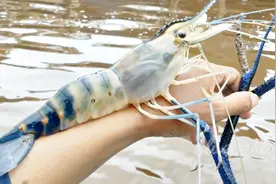 热带河流里的河虾近半截手臂长，大叔组队在河里钓得不亦乐乎视频封面