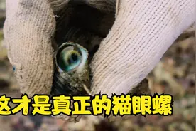 纹铭赶海：刚刚踏上三亚的海滩，就发现了真正的猫眼螺，太漂亮了视频封面