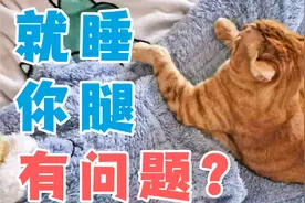 猫咪为什么喜欢睡在人的两腿之间？