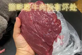 猫咪吃生牛肉的好处和坏处，你家猫主子吃生牛肉吗？视频封面