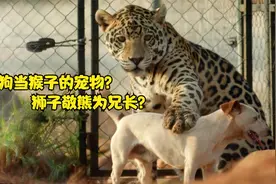 熊狗狮子互相帮助，一起长大！奇怪的动物伙伴！视频封面