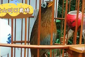 老山雀开口大唱，听听这叫口那是真不错，声音洪亮花开婉转流畅视频封面