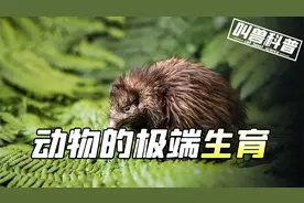 动物的极端生育，重量达到体重20%的蛋，宝宝重量是母体三分之一视频封面