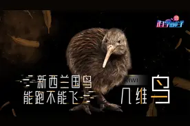 懒到一天睡12个小时，一对“隐形的翅膀”从来不飞，却被奉为国鸟视频封面