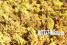 新鲜松花粉怎样才能破壁？传统简单方法，5分钟视频后轻松学会视频封面