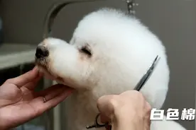 白色棉花糖视频封面