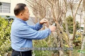 老杨给紫薇做修剪，种不好紫薇的可以看看，现在学正是时候！视频封面