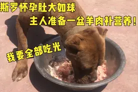 卡斯罗虎妞怀孕肚大如球，主人准备一盆羊肉补营养，这待遇绝了！视频封面