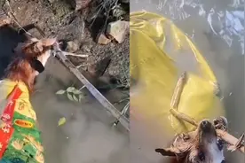 狗子被人套麻袋遗弃掉河里，男子路过救起全程超配合：万物皆有灵视频封面