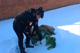 黑龙江零下26度，雪地里挖冻白菜，这样的储存方法南方的见过吗？视频封面