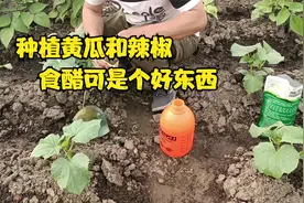 种植辣椒和黄瓜，食醋就是个好东西，怎么用效果好？进来看一看视频封面