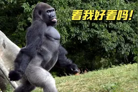 猩猩模仿饲养员走路，走出了六亲不认的步伐，这潇洒走姿让人着迷视频封面