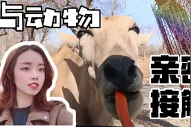 教你玩转野生动物园 | 自驾游小鹿探头进车内 | 猛兽区惊魂视频封面