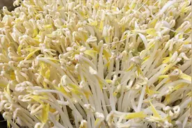 1碗绿豆3碗水，教你在家发豆芽，又粗又壮还不烂，方法很简单视频封面