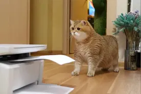 网红猫第一次见到打印机，又好奇又害怕的表情太逗了，网友：戏精视频封面