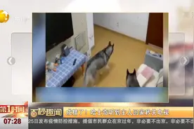成精了！哈士奇听到主人回家秒关电视视频封面