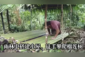 牛人光脚穿越雨林，徒手攀爬20米高榴莲树视频封面
