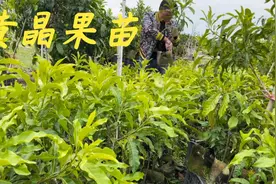 现在是种树的季节，老林今天给网友挑选100棵黄晶果黄宝石品种苗