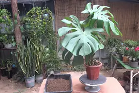 龟背竹，换盆这样做，株型更端庄，根系粗壮视频封面