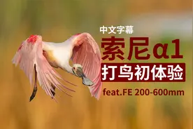 索尼A1和200-600mm G打鸟初体验上集(中文)视频封面