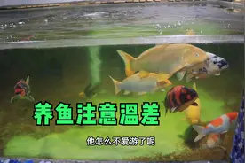 养鱼注意鱼缸水温和换水温差，保持水温一致冬季加热棒恒温视频封面